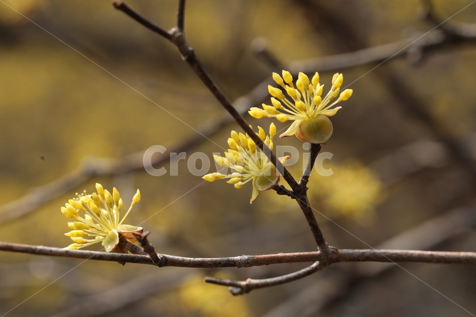 산수유,꽃,산수유꽃,산수유열매,봄꽃,봄,corni,자연,식물,자연,plants,nature,꽃,flower