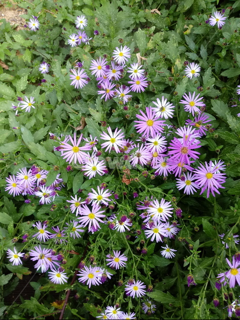 아스타,식물,꽃,flower,plant,(aster,식물,자연,plants,nature,꽃,flower