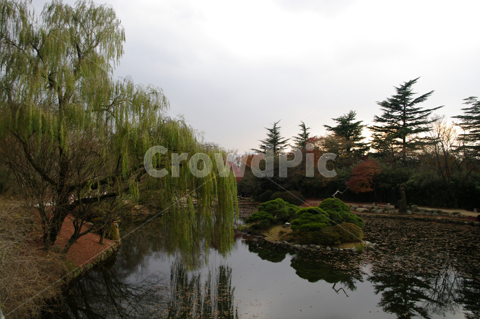 연못,가을,fall,나무,식물,plant,풍경,가을,계절,fall,autumn,season,자연,풍경,nature,landscape,tree,fir,전나무