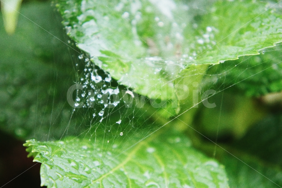 거미줄,자연,초록,비,물방울,풍경,접사,green,raindrop,landscape,nature,비,비오는날,rain,rainy,식물,자연,plants,nature