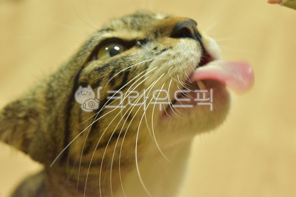 kitty,Pets,Korean Shorthair,kitten,cat,nose short,animal,mammalia,pet