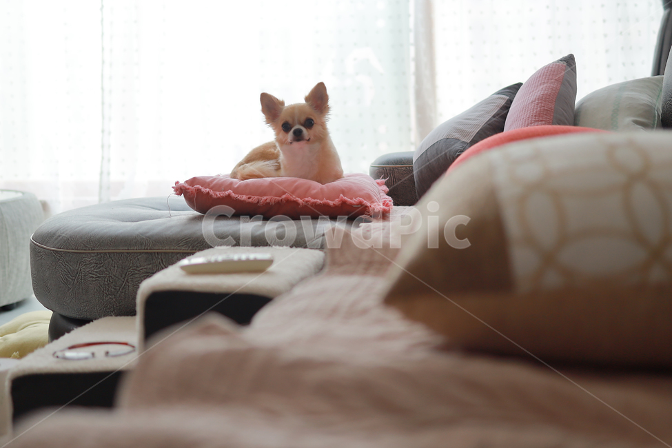 가족,반려견,치와와,강아지,감성사진,따뜻함,동물,개,animal,happy,dog,동물,animal,포유류,mammal,개,강아지,dog,doggy