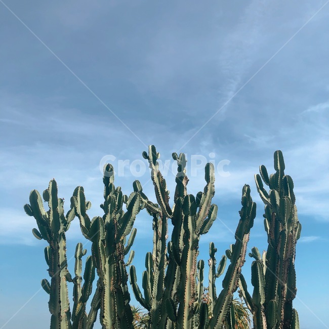 선인장,하늘,구름,plant,식물,하늘색,초록색,자연,sky,cactus,식물,자연,plants,nature