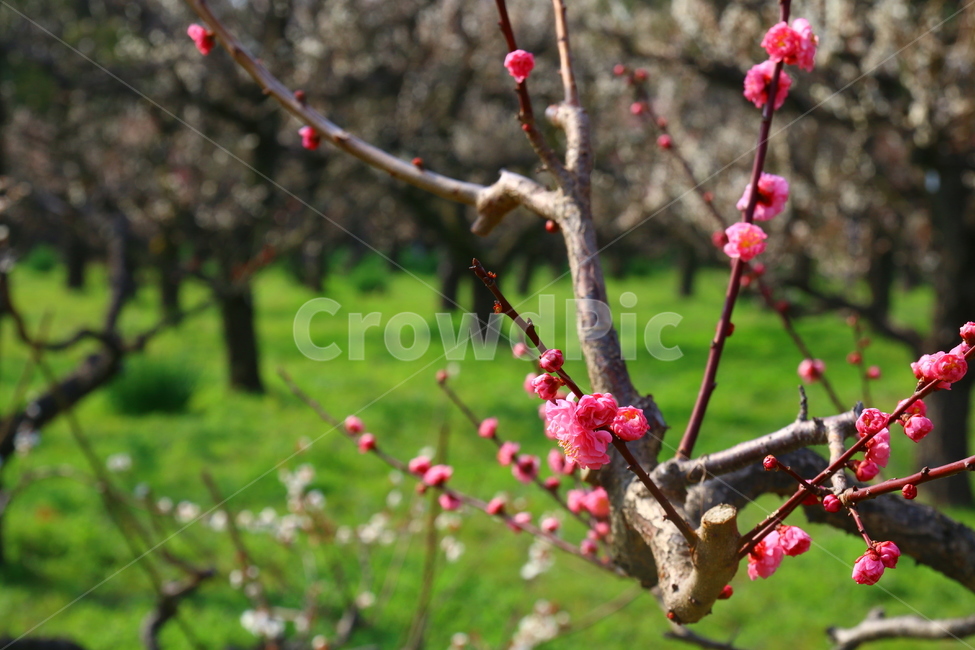 매화,꽃,봄,늦겨울,감성,시작,감동,봄,계절,spring,season,자연,풍경,nature,landscape,식물,plants,꽃,flower,plant