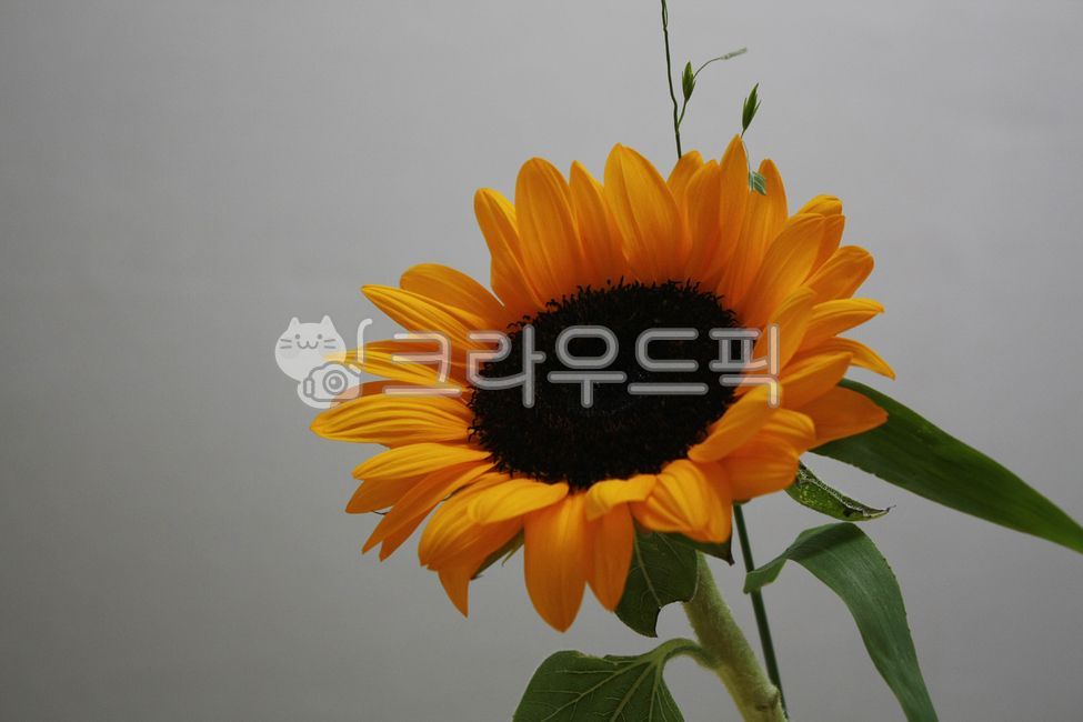 해바라기,꽃,식물,노란꽃,plant,flower,blossom,sunflower