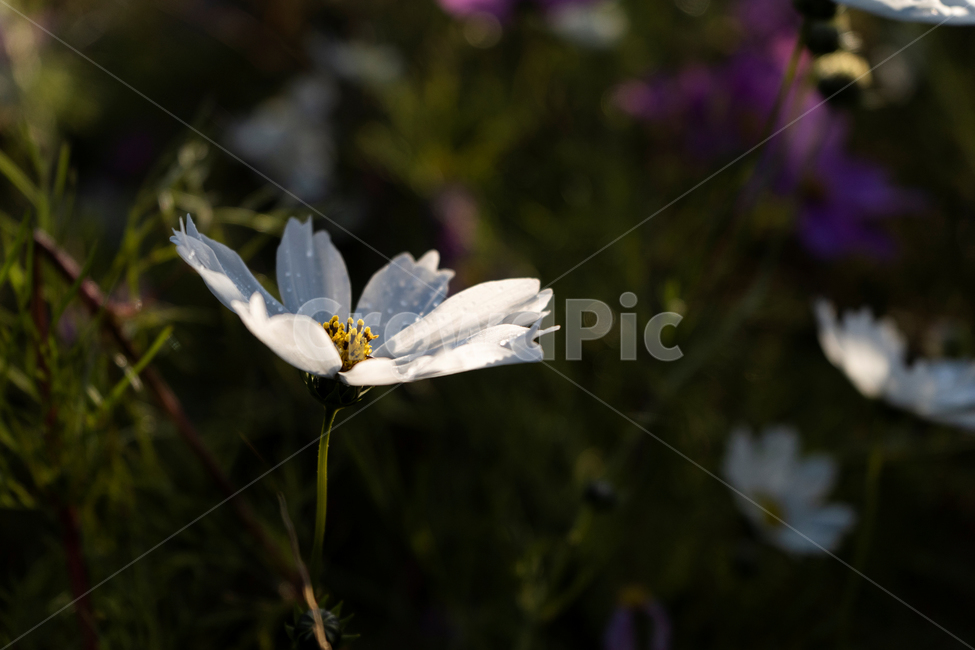가을,흰꽃,코스모스,접사,이슬,아침이슬,아침,가을,계절,fall,autumn,season,식물,자연,plants,nature,꽃,flower,plant