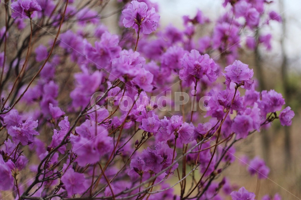 꽃,식물,자연,flower,접사