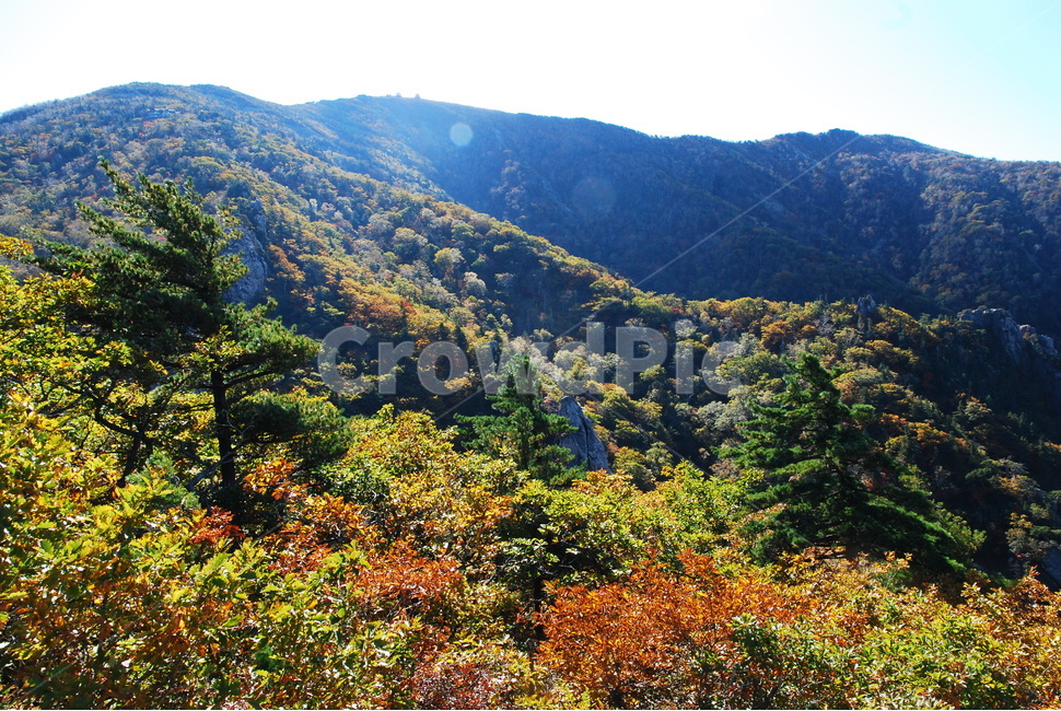 가을,설악산,단풍,가을배경,능선,국립공원,풍경,한국풍경,한국자연경관,10월,가을산,nature,자연,outdoors,옥외,seoraksannationalpark,봉우리,산정상,nationalpark,산,maple,강원도,단풍나무,배경,바탕,백그라운드,background,fall,autumn,season,시즌,계절,plant,tree,산맥,mountain,outdoor,가을,계절,fall,autumn,season,자연,풍경,nature,landscape,나무,식물