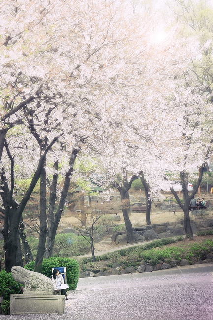 꽃,벚꽃,봄,꽃나무,flower,blossom,벚꽃나무