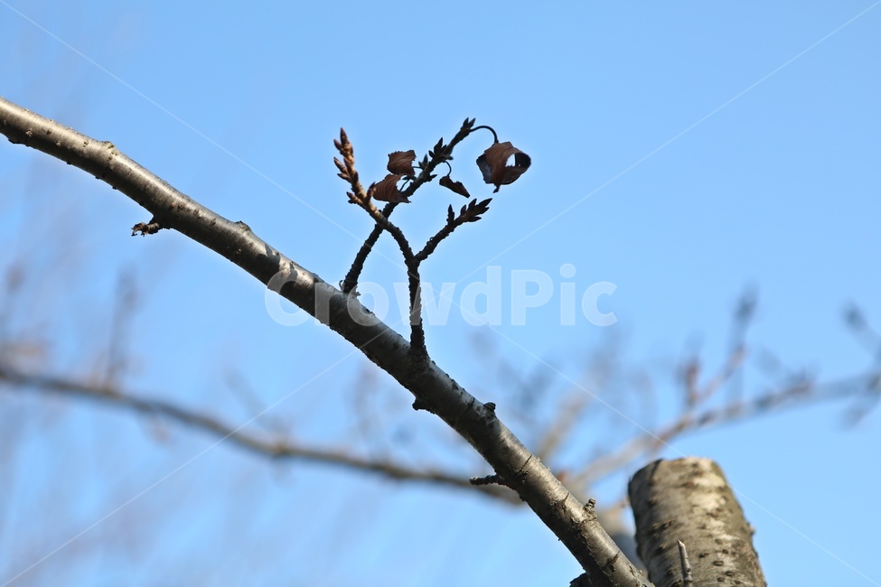 나무,자연,잎,겨울,잎사귀,식물,자연,plants,nature