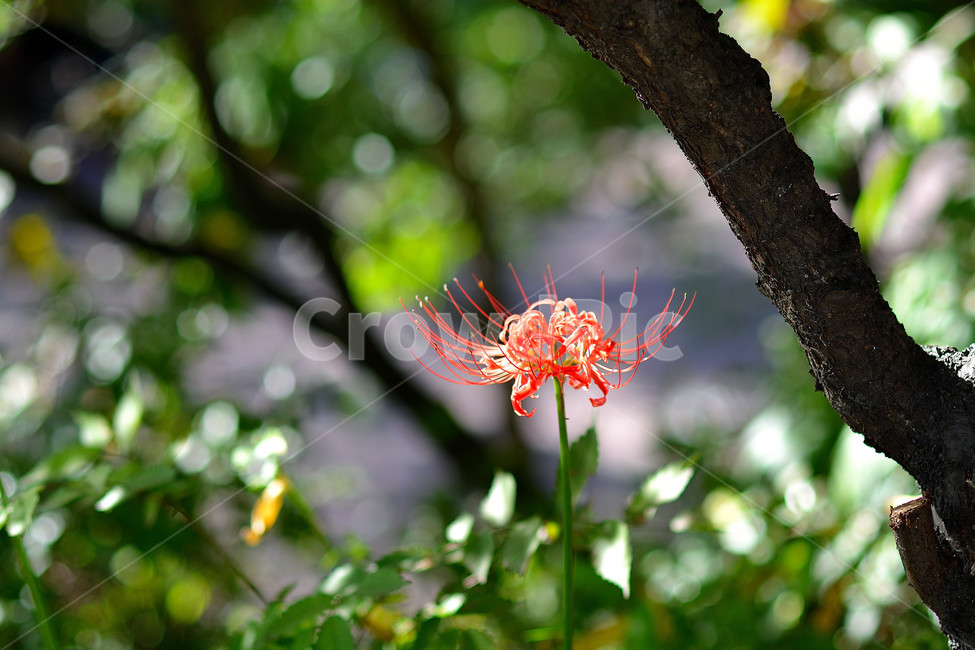 꽃무릇,꽃,식물,플라워,자연,식물,자연,plants,nature,꽃,flower