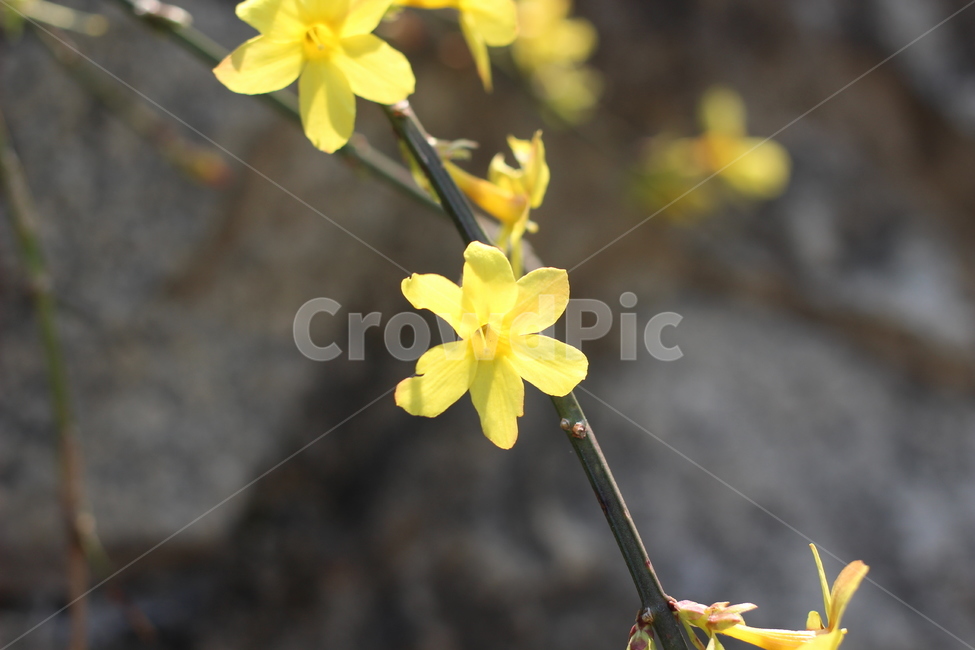봄,개나리,식물,plant,꽃