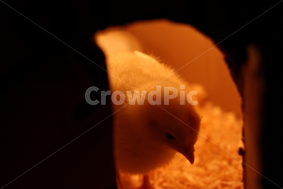 병아리,새끼,노랑,닭,동물,조류,전구,새,animal,birds,아기,농장,애완동물,백열전구,귀여운,감성,감정,feeling,sensible,emotion,박스,어린,애기,털,백열등,삐약,체험,모이,부리,벼슬,휴식,look,얼굴,정면,틈,틈새,문,입구,톱밥,동물,animal,조류,새,birds