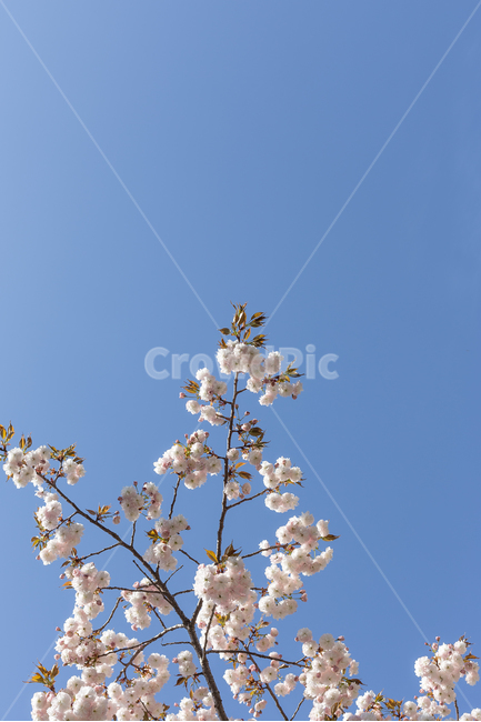 꽃,나무,벚꽃,하늘,겹벚꽃,봄,계절,spring,season,식물,자연,plants,nature,꽃,flower,plant