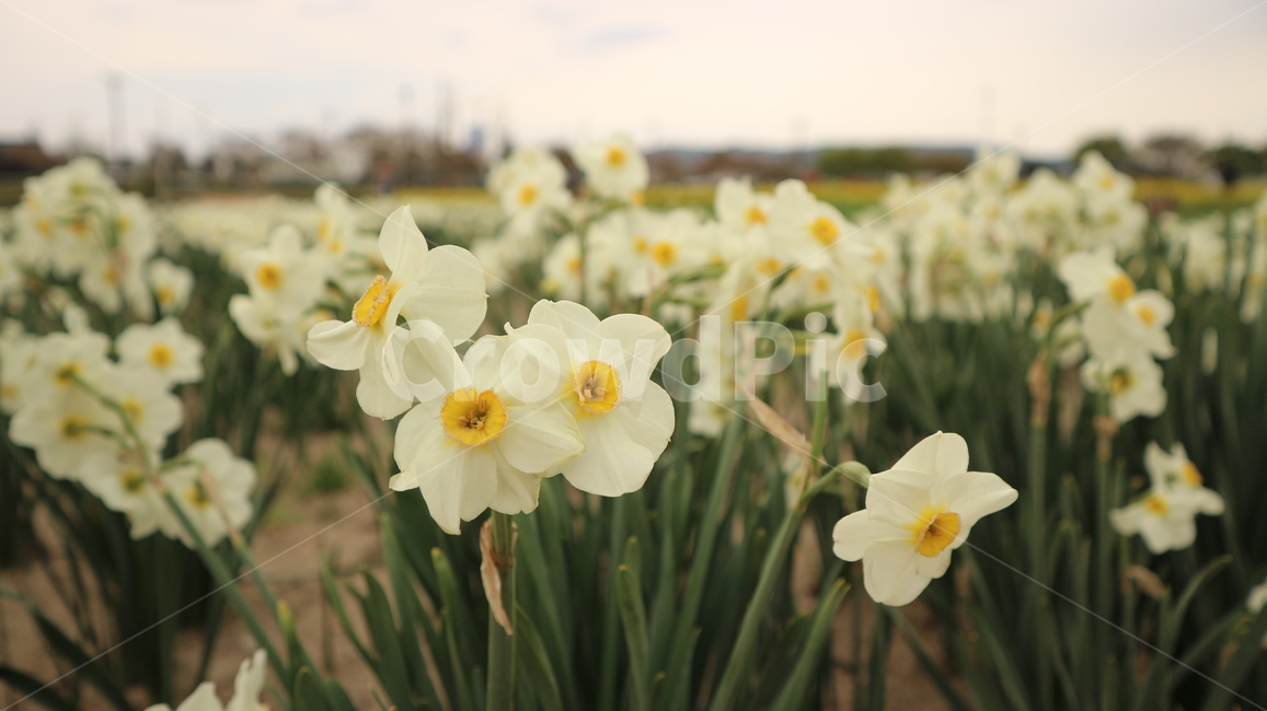 꽃,흰꽃,꽃밭,flower,봄,spring