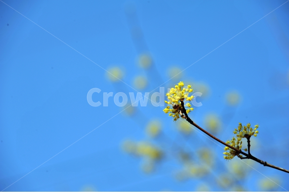 봄,자연,산수유,산수유꽃,하늘,파란하늘,봄소식,식물,봄,계절,spring,season,식물,자연,plants,nature,꽃,flower,plant