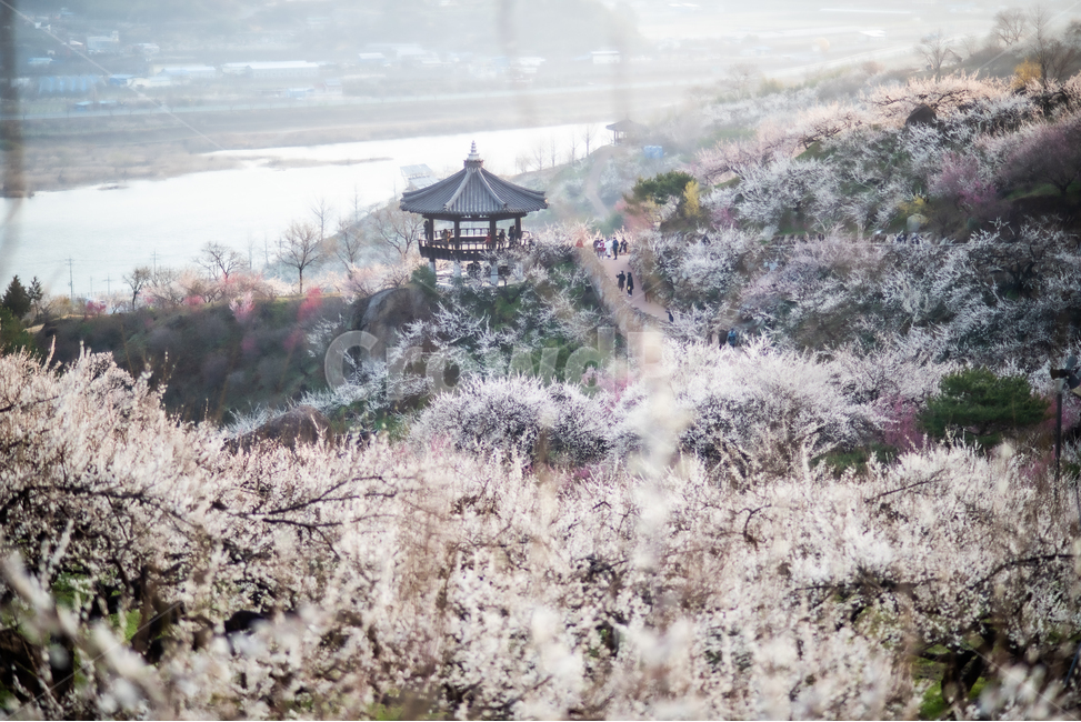 광양,홍쌍리,매화,봄,꽃,flower,꽃밭,식물,봄,계절,spring,season,자연,풍경,nature,landscape,한국자연풍경,한국자연경관,korea nature landscape