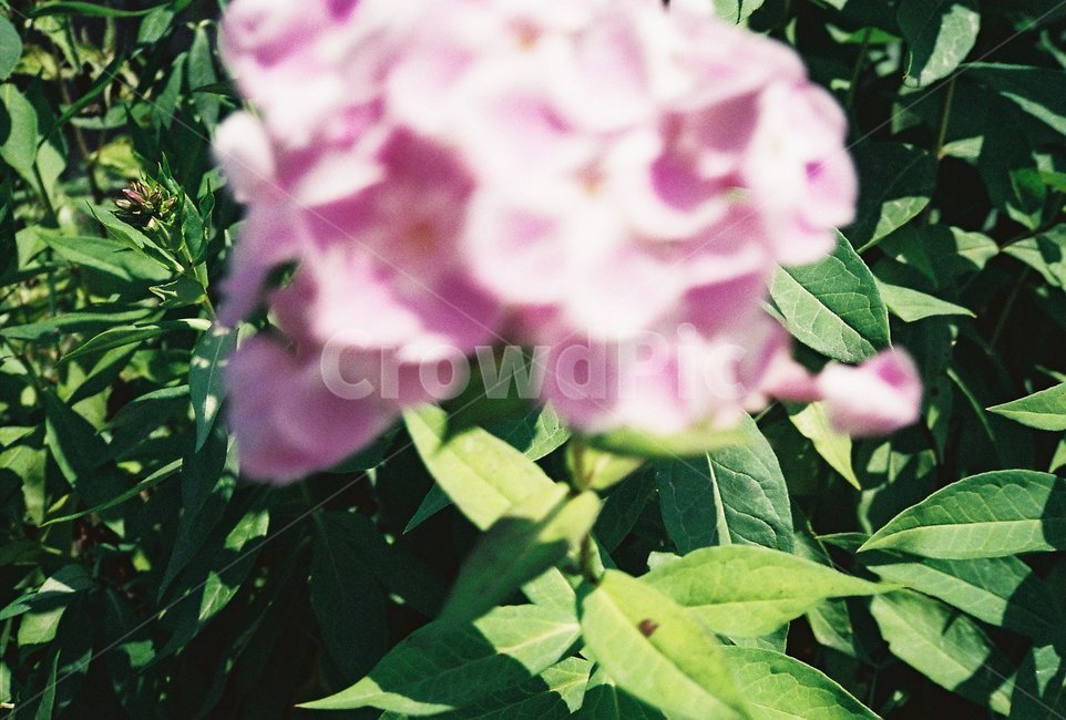꽃,들꽃,야생꽃,flower,자연,식물,식물,자연,plants,nature,꽃,flower