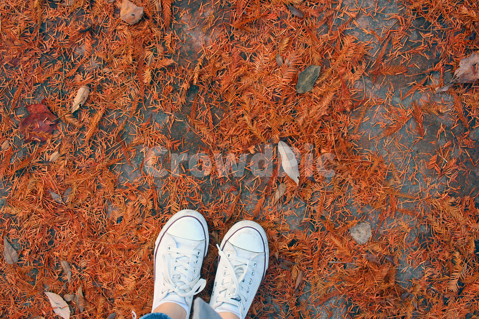 가을,가을풍경,낙엽,단풍,신발,자연,풍경,식물,나뭇잎,잎,가을,계절,fall,autumn,season