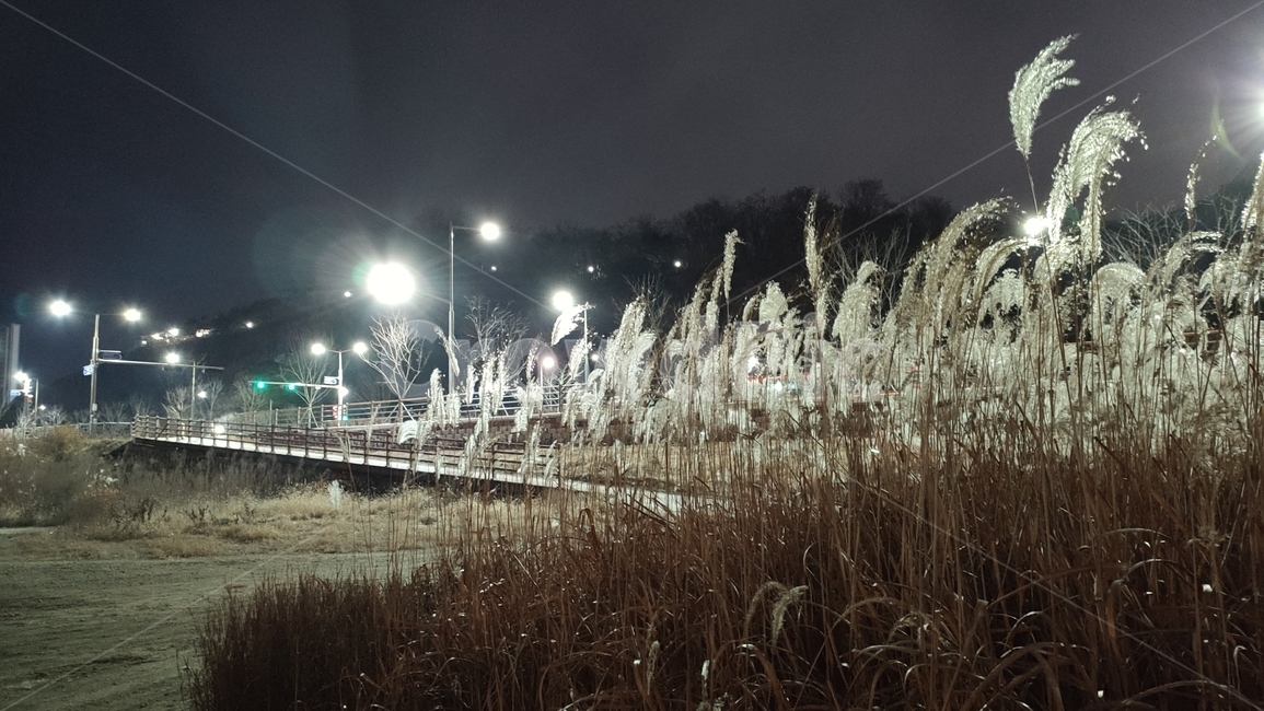 도심천야경,천변야경,전주시,삼천천,삼천천야경,urban,어반,날씨,weather,자연,nature,light,빛,flare,플레어,식물,자연,plants,nature