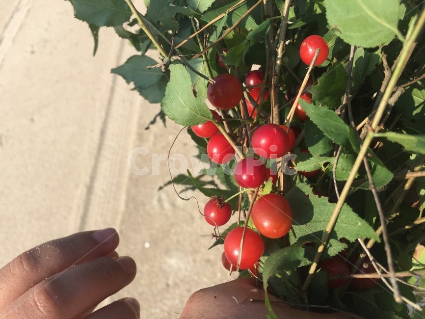 cherry,Fruit,sea cherry,sea fruit,Salmaju