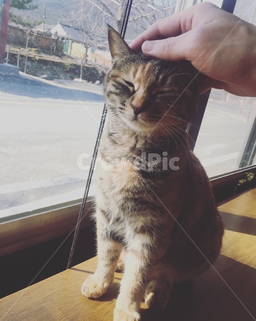 고양이,귀여운고양이,cat,cutecat,kitten