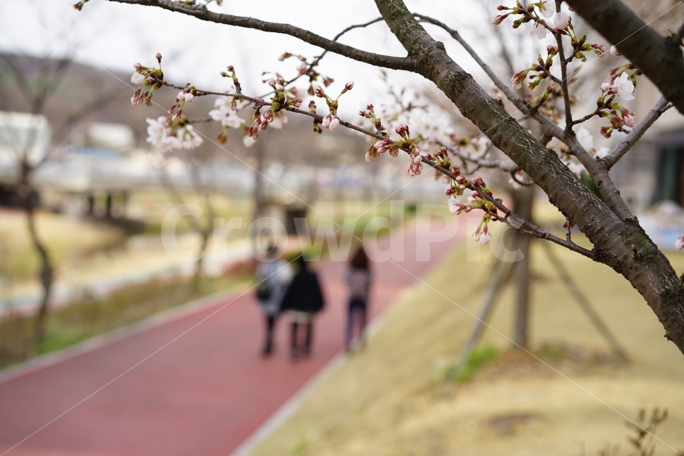 봄,벚꽃,화이트,나들이,산책,봄날,식물,화사,만개,4월,봄볕,햇살,하늘,꽃,거리,친구,벗,식물,자연,plants,nature,봄,계절,spring,season,꽃,flower,plant