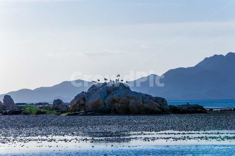 영종도,철새,낙조,풍경,환경,갯벌,석양,바닷가,자연,풍경,nature,landscape,한국자연풍경,한국자연경관,korea nature landscape,promontory,곶,land,땅,outdoors,옥외