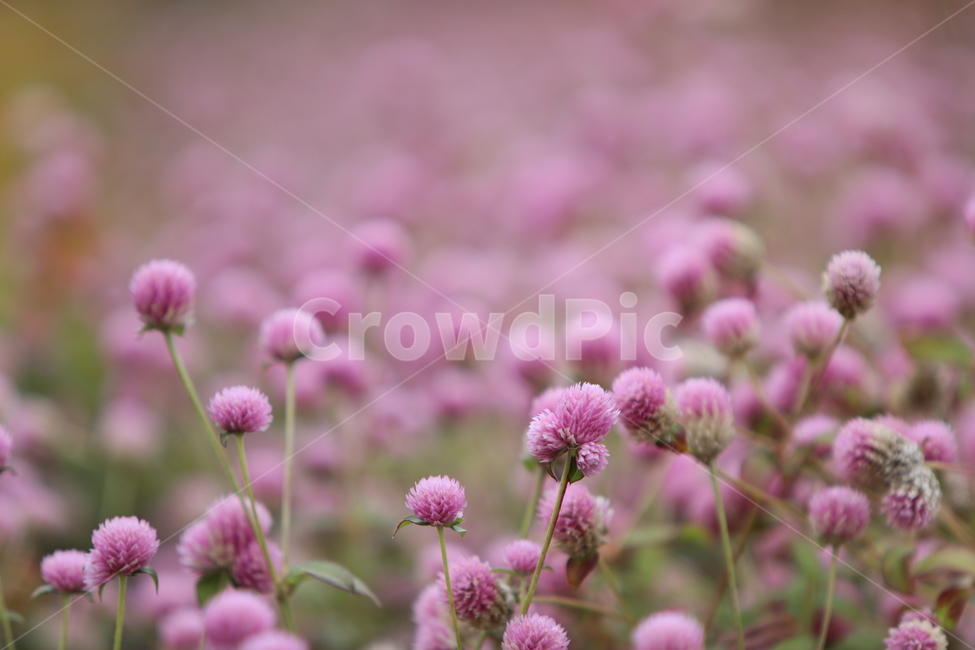 꽃,핑크색,올망졸망,야생화,꽃무리,식물,자연,plants,nature,꽃,flower