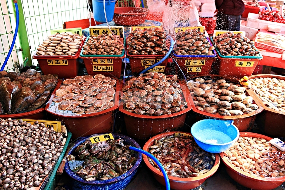 조개,식재료,먹거리,음식,조개구이,배경,자연,시장,마트,마켓,market,mart,market place,음식,식재료,요리,food,cook,meal,dishes,food reserves,수산물,해산물,fishery products,seafood
