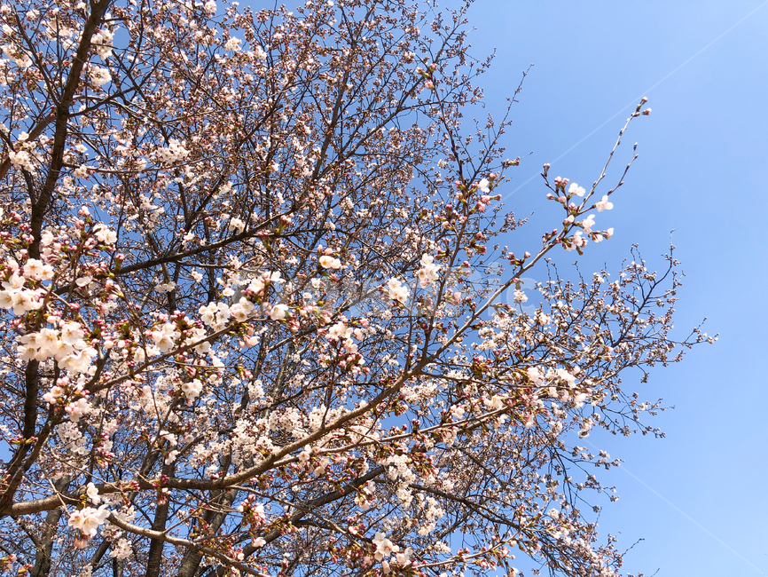 벚꽃,cherryblossom,체리블라썸,벚꽃나무,한국벚꽃,blossom,flower,꽃,blooming