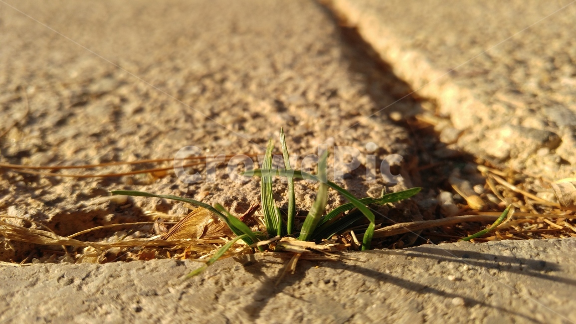 잡초,풀,식물,녹색,weeds,grass,plants,green,식물,자연,plants,nature