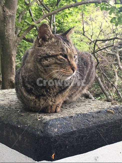 chic,Pets,cat profile,road,Two front feet,cat,profile,dodo,nature background