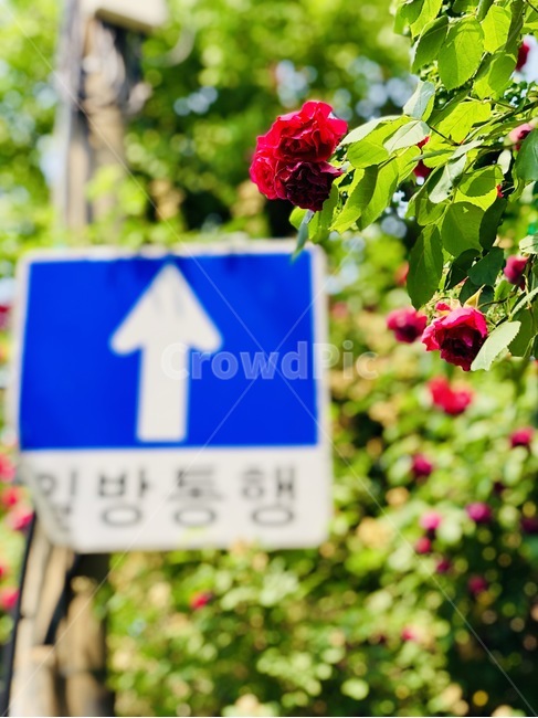 장미,꽃,표지판,일방통행,식물