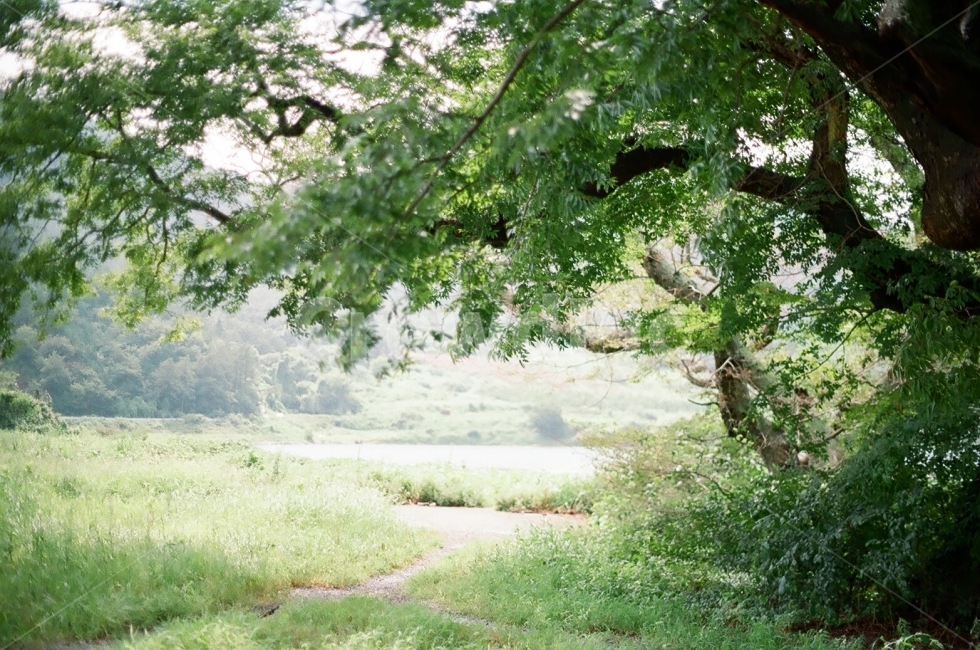 풍경,나무,자연,필름카메라,힐링,자연,풍경,nature,landscape,식물,plants,나무,trees,wood,tree,plant,tree trunk,나무 줄기