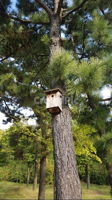 소나무,박스,새집,가을,나무집,식물,자연,plants,nature,나무,trees,wood