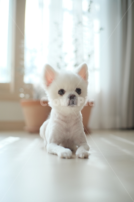 강아지,포메라이언,반려견,댕댕이,반려동물,동물,animal,포유류,mammal,개,강아지,dog,doggy