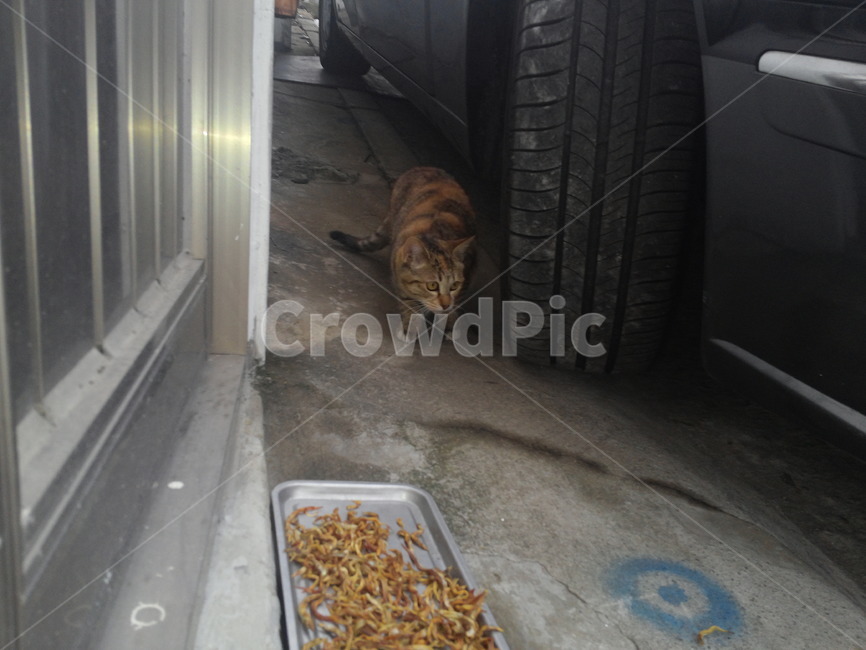 고양이,가족,새끼,갈색고양이,사냥,길고양이,호기심,형제,자매,동물,animal,포유류,mammal,고양이,cat,kitten,kitty
