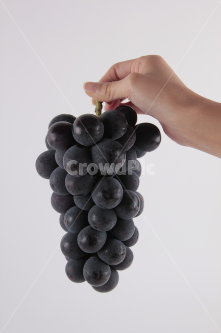 과일,열매,포도,적포도,grapes,food,음식,fruit,포도송이,과일,열매,fruit