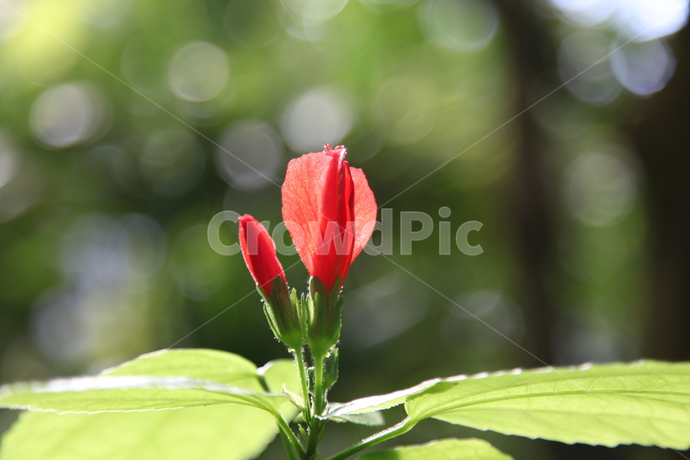 꽃,봄꽃,열대식물,식물,붉은꽃,자연,봄,계절,spring,season,식물,자연,plants,nature,꽃,flower,plant,blossom,geranium,제라늄