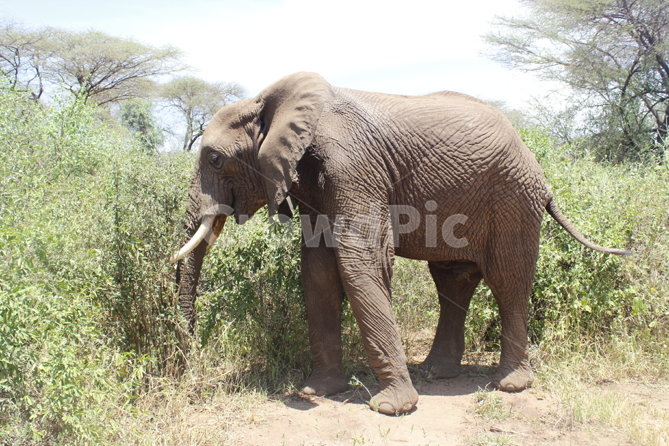 코끼리,elephant,포유류,mammal,wildlife,야생생물,animal,동물,아프리카,초원,세렝게티,포유류,mammal