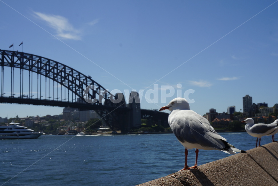sky,Seagull,clean,Sydney,spare