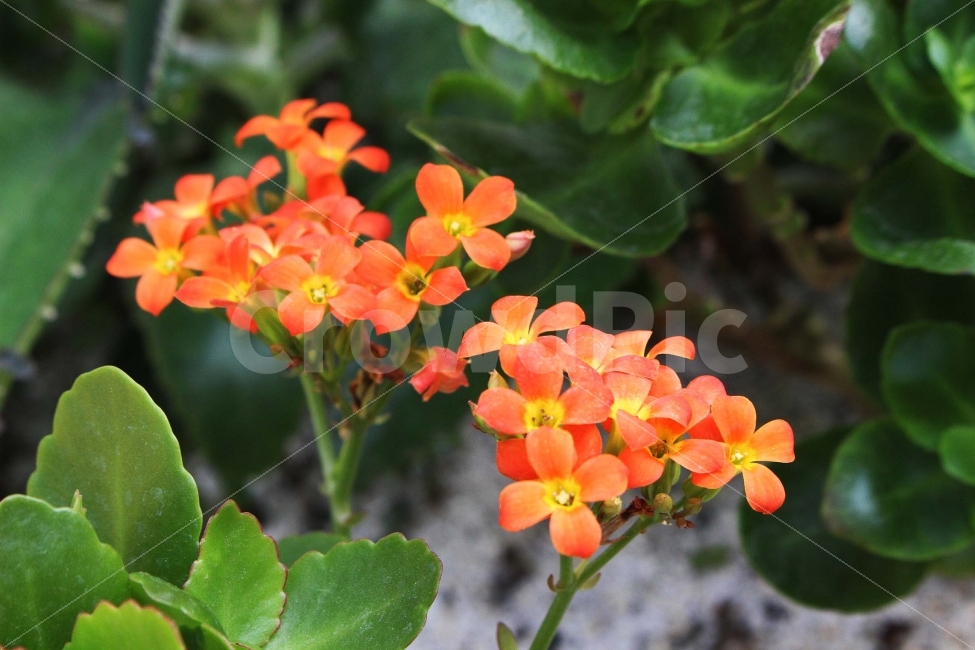 꽃,들꽃,봄,주황,주황색,노랑,노란색,풀,식물,초록,초록색,잎,가지,flower,식물,자연,plants,nature,봄,계절,spring,season,꽃,flower,geranium,제라늄,blossom,plant