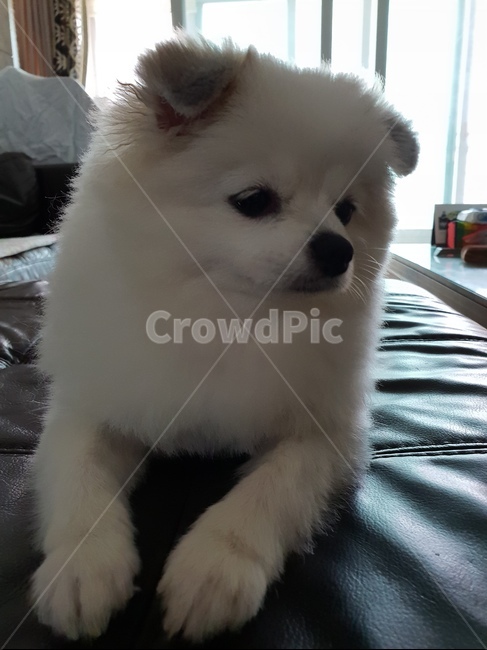 반려견,동물,강아지,개,포메,포메라니안,애완견,반려동물,puppy,dog,가족,동물,animal,포유류,mammal,개,강아지,dog,doggy