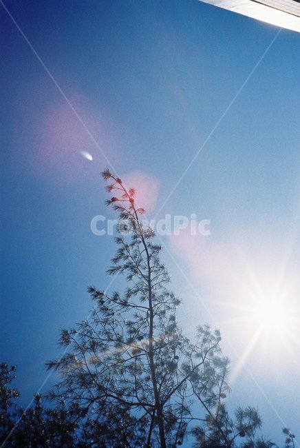 light,plant,빛,플레어,flare,nature,옥외,자연,식물,필름사진,나무,film,필름,wood,sunrise,sunset,햇빛