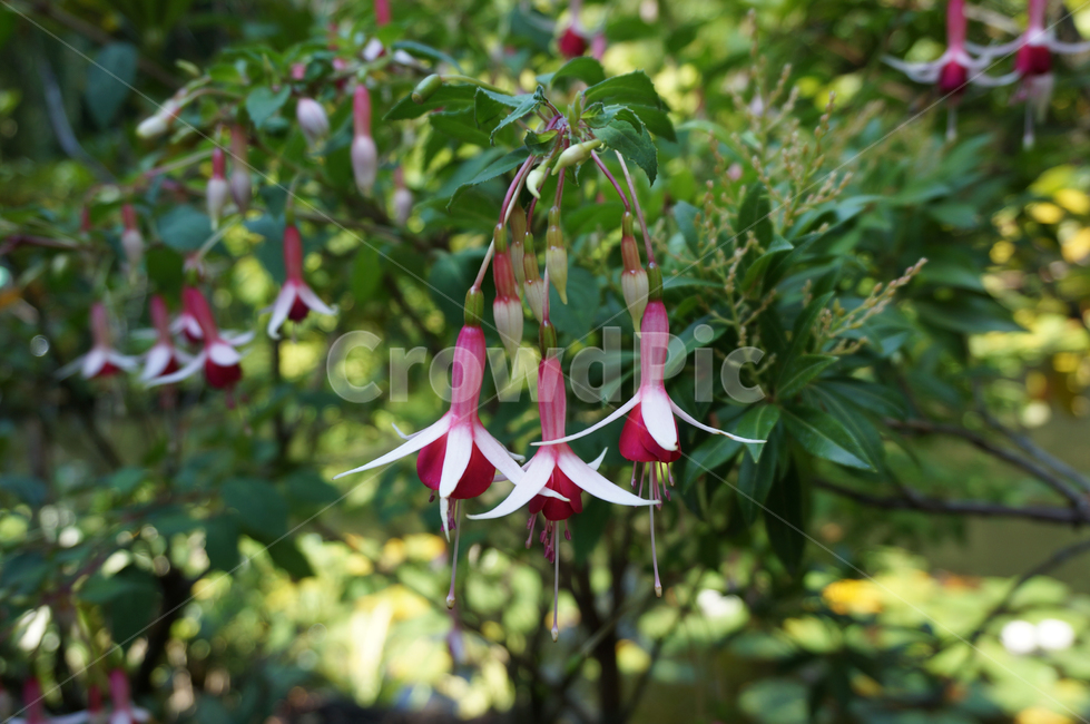 초롱꽃,bellflower,퍼플꽃,보라꽃,flower,flowers,plant,green,petal