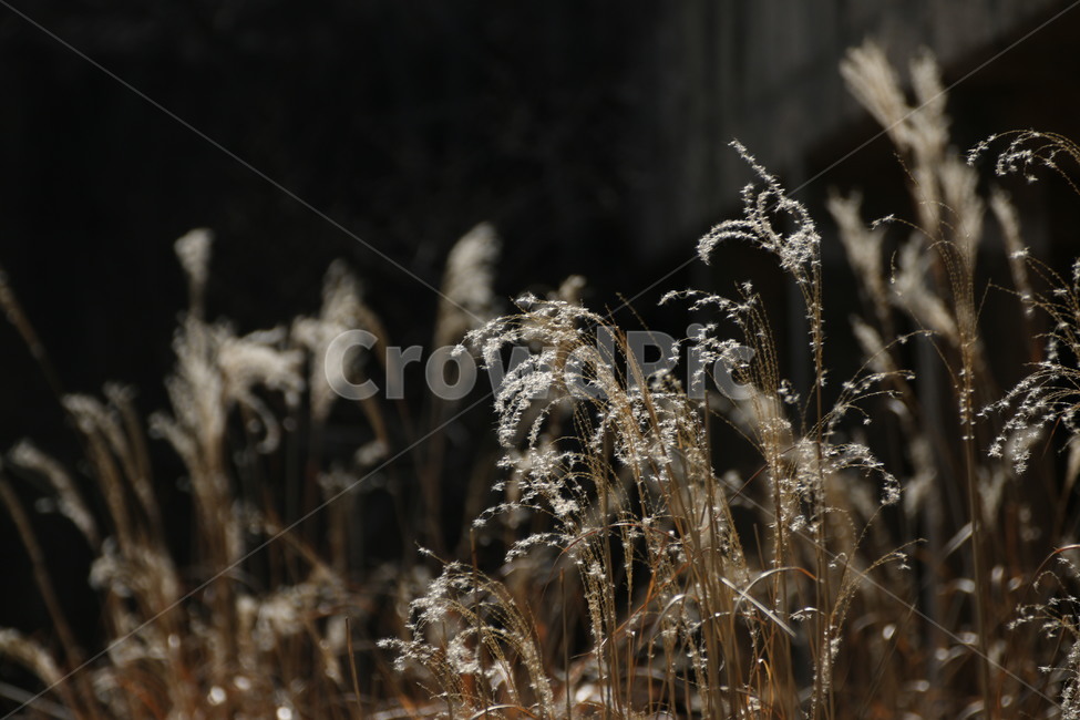 갈대,억새,감성,감성사진,선유도,선유도공원,식물,자연,plants,nature