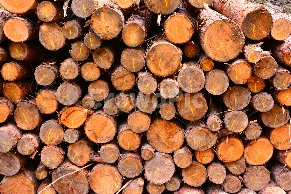 산업,벌목지대,벌목,나무,목재,임업,숲,산속,침엽수,나이테,단면,우드,wood,tree,forestry,industry,적재,쌓다,보관,간벌,나무,trees,wood