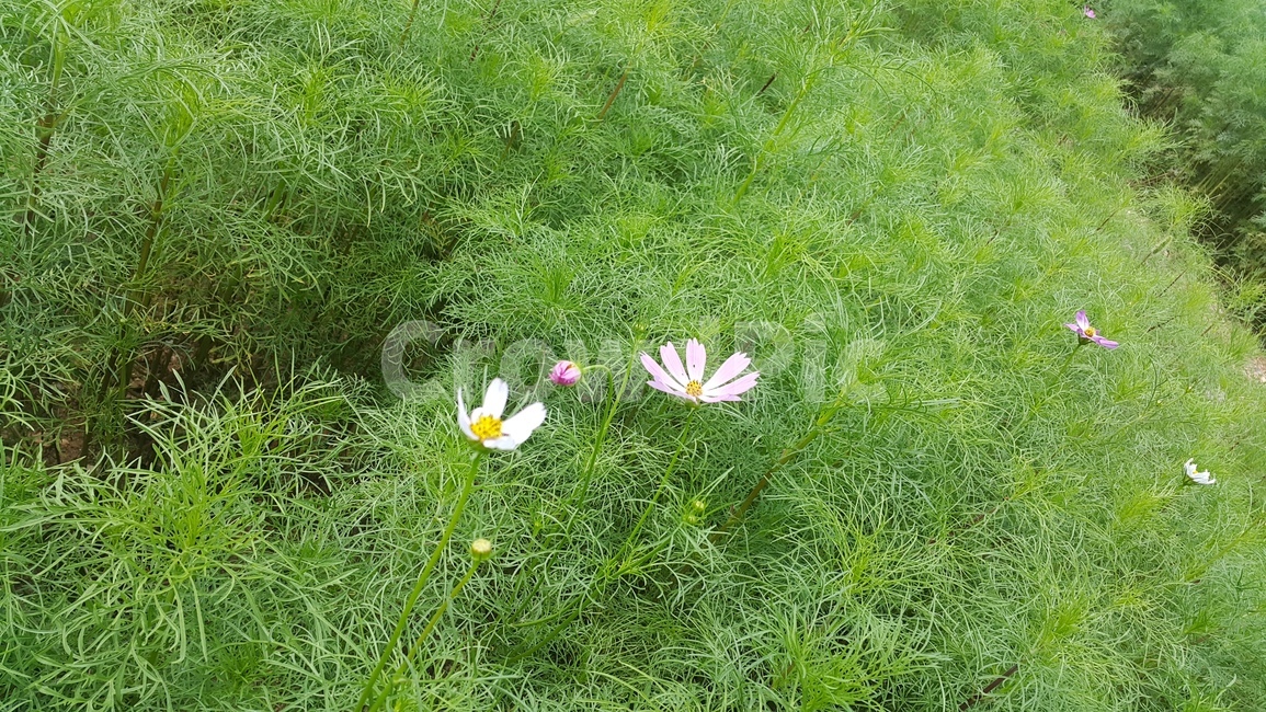 가을,코스모스,꽃,초록,flower,계절,접사,식물,자연,plants,nature