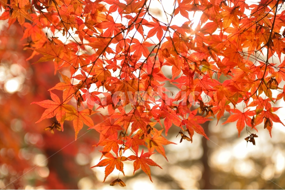 잎,단풍잎,자연,나무,maple,가을,감성,창경궁